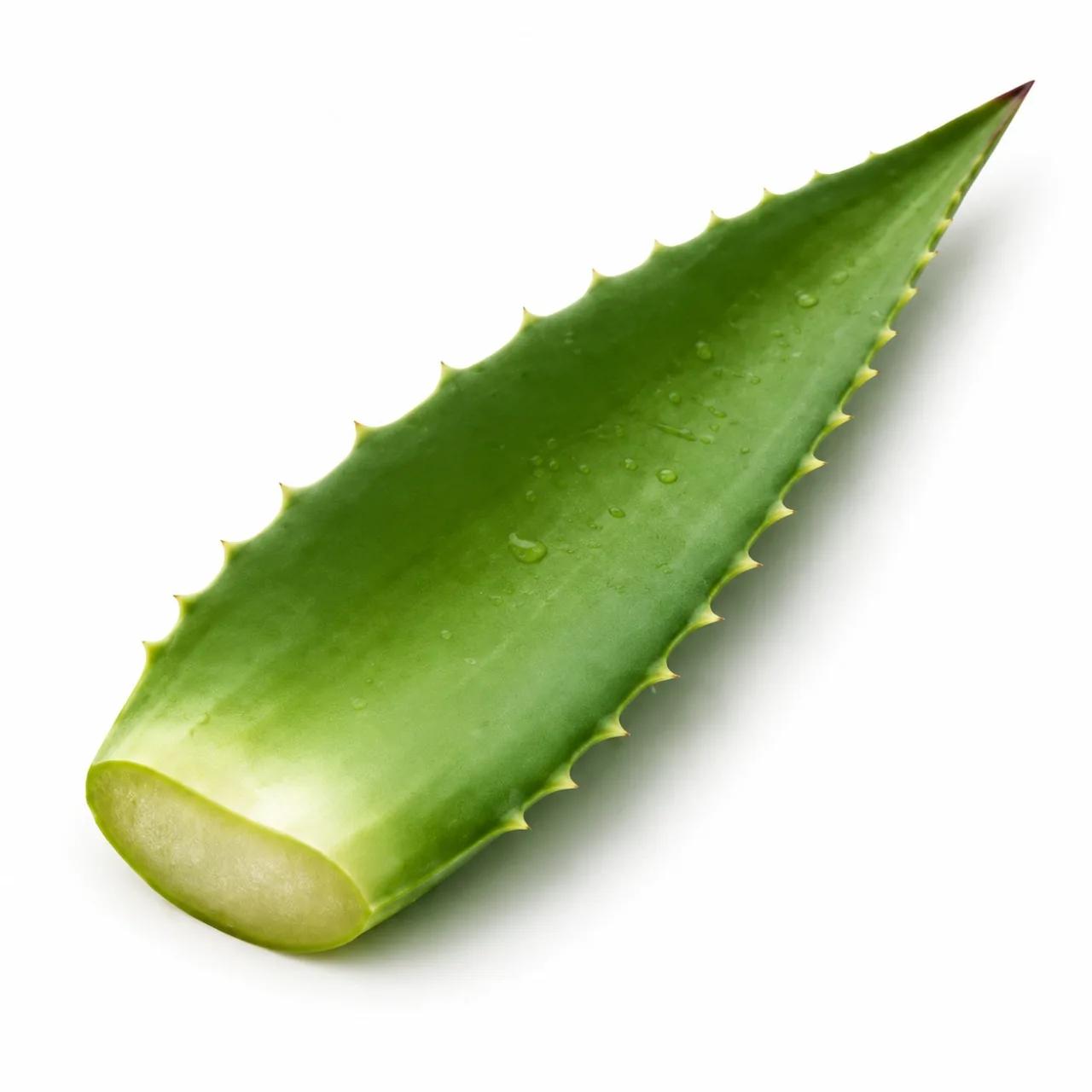 Agave